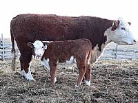 Polled Hereford page